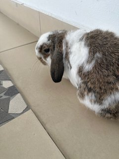 Binky - Holland Lop Rabbit