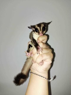 Baby Sugar Gliders 3 Months - Sugar Glider Small & Furry