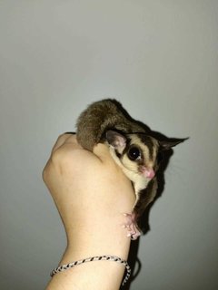 Baby Sugar Gliders 3 Months - Sugar Glider Small & Furry