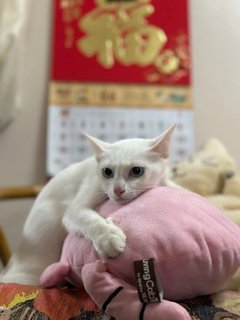 Star &amp; Snowy - Domestic Short Hair Cat