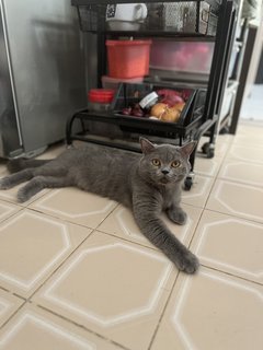 Egor - British Shorthair Cat