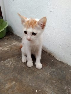 Honey  - Domestic Short Hair Cat