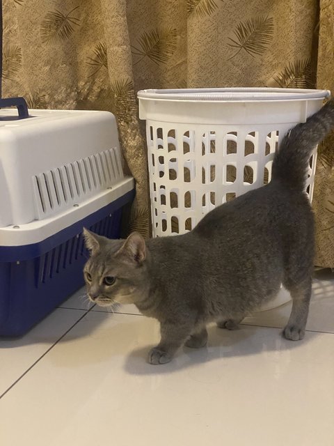 Male Munchkin X Bsh - Munchkin + British Shorthair Cat