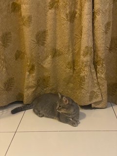 Male Munchkin X Bsh - Munchkin + British Shorthair Cat