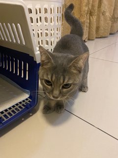 Male Munchkin X Bsh - Munchkin + British Shorthair Cat