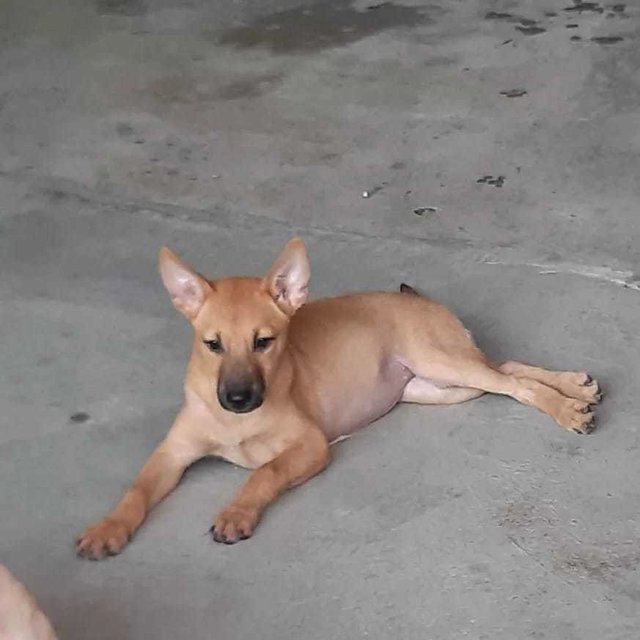 Bambi. - Carolina Dog Mix Dog