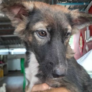 Candra. - German Shepherd Dog Mix Dog