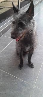 Toto - Mixed Breed Dog