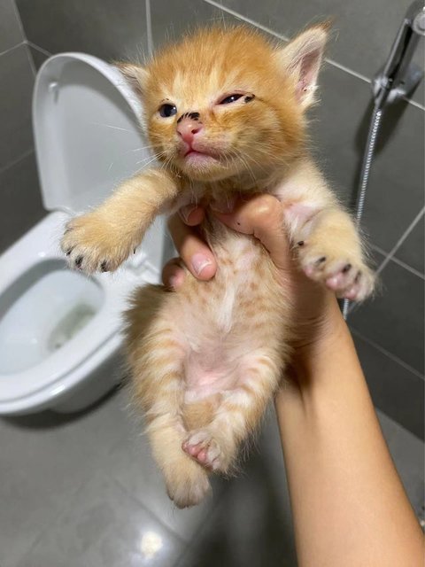 Tuotuo - Domestic Long Hair Cat