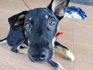 Rex - German Shepherd Dog + Black Labrador Retriever Dog