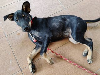 Rex - German Shepherd Dog + Black Labrador Retriever Dog