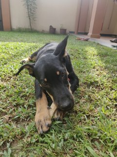 Rex - German Shepherd Dog + Black Labrador Retriever Dog