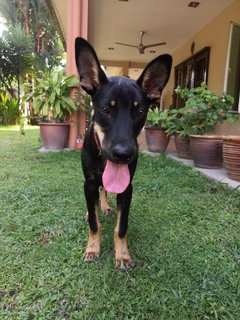 Rex - German Shepherd Dog + Black Labrador Retriever Dog