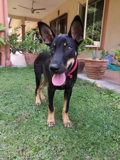 Rex - German Shepherd Dog + Black Labrador Retriever Dog