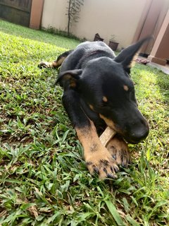 Rex - German Shepherd Dog + Black Labrador Retriever Dog