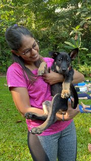 Rex - German Shepherd Dog + Black Labrador Retriever Dog