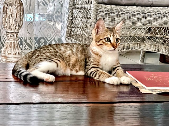 Sylvia  - Domestic Medium Hair + Bengal Cat