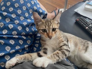 Sylvia  - Domestic Medium Hair + Bengal Cat