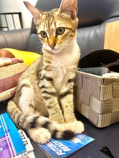 Sylvia  - Domestic Medium Hair + Bengal Cat