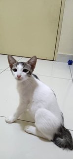 Albert - Domestic Short Hair Cat