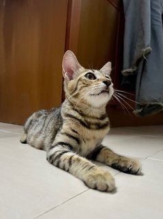 Tita The Bengal Cat - Bengal + Munchkin Cat