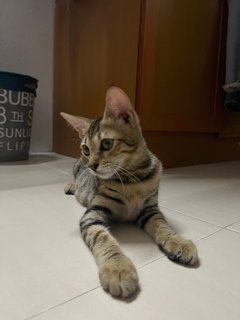 Tita The Bengal Cat - Bengal + Munchkin Cat