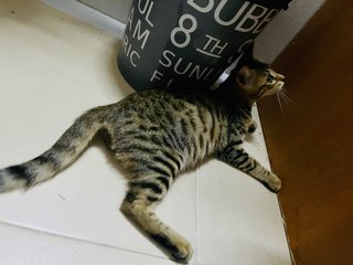 Tita The Bengal Cat - Bengal + Munchkin Cat