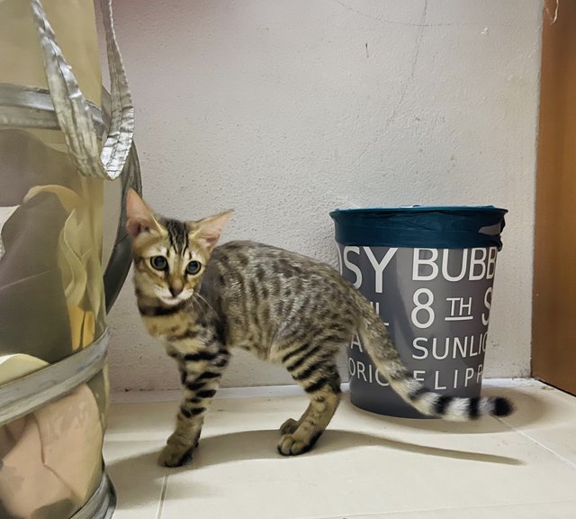 Tuty The Bengal Cat - Bengal + Munchkin Cat