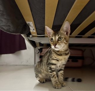 Tuty The Bengal Cat - Bengal + Munchkin Cat