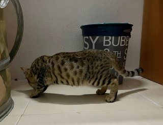 Tuty The Bengal Cat - Bengal + Munchkin Cat