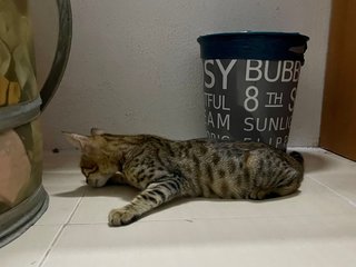 Tuty The Bengal Cat - Bengal + Munchkin Cat