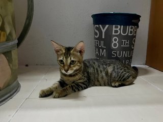 Tuty The Bengal Cat - Bengal + Munchkin Cat