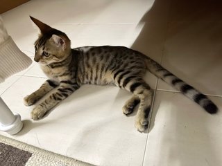 Tuty The Bengal Cat - Bengal + Munchkin Cat