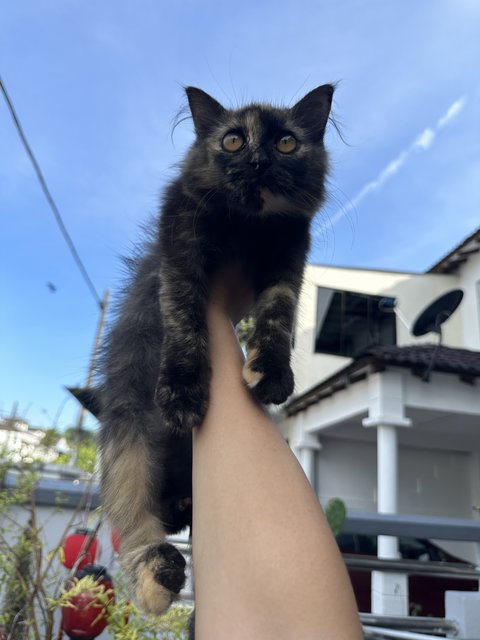 Little Black - Tortoiseshell Cat