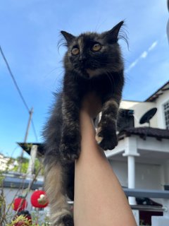 Little Black - Tortoiseshell Cat