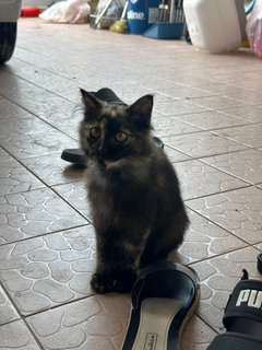 Little Black - Tortoiseshell Cat