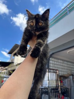 Little Black - Tortoiseshell Cat