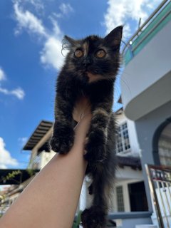 Little Black - Tortoiseshell Cat