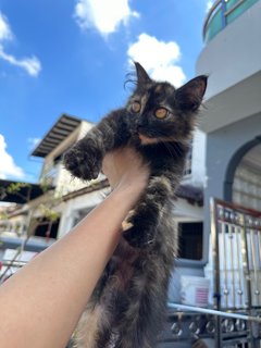 Little Black - Tortoiseshell Cat