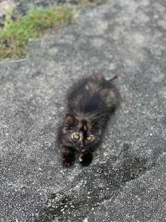 Little Black - Tortoiseshell Cat