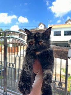 Little Black - Tortoiseshell Cat