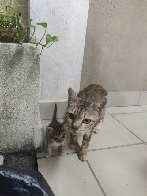 Kitty And Mommy - Domestic Short Hair Cat