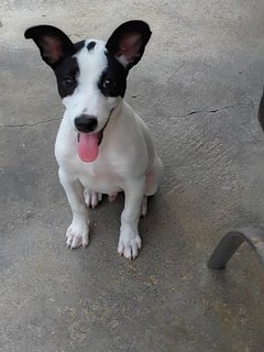 Hugo. - English Pointer Mix Dog