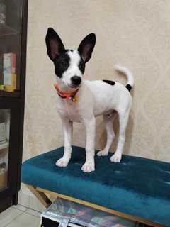 Hugo. - English Pointer Mix Dog