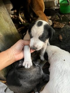 Datuk Puppies  - Mixed Breed Dog