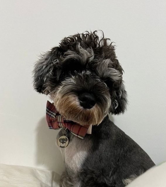 Izzi - Schnauzer Dog