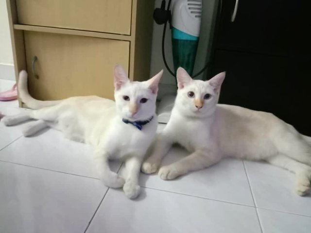 Theo &amp; Simon (Brothers) - Siamese Cat