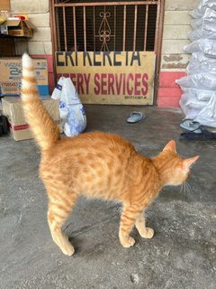 Pumpkin - Domestic Short Hair Cat