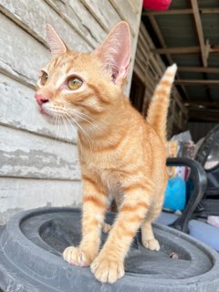 Pumpkin - Domestic Short Hair Cat