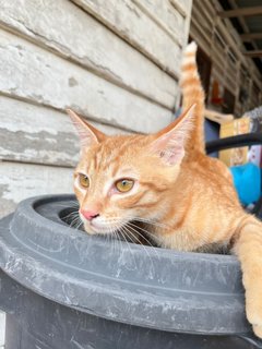 Pumpkin - Domestic Short Hair Cat